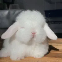 خرگوش پیدا شده