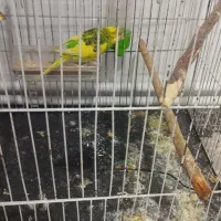 مرغ عشق|پرنده|رباط‌کریم, رباط‌کریم|دیوار