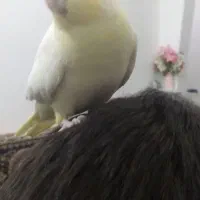 عروس هلندی دستی بازیگوش سخنگو|پرنده|رضویه, |دیوار