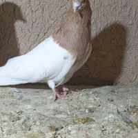 دو‌کبو‌تر‌‌کله‌زارد