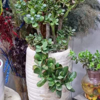گل و گیاه طبیعی آپارتمانی شاداب سبز و سرحال|گل و گیاه طبیعی|مشهد, امامیه (شهرک غرب)|دیوار