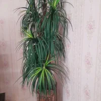 درخت مصنوعی نخل و شبخواب