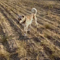 وگذاری سگ گله|سگ|آبکوه, |دیوار