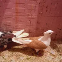 جفت پشتی هفت رنگ سرخ وپشتی زرد