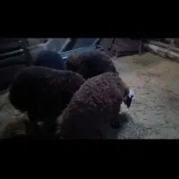 ۴ بره ماده