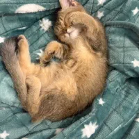 فروش گربه بریتیش رنگ گلد