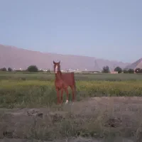 اسب مادیان دره شوری