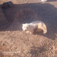 پاپی|سگ|تربت جام, میان جام|دیوار