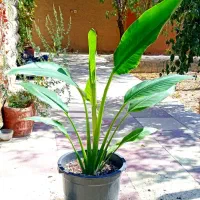 گل نخل مسافر نیکولای یا پرنده بهشتی درخت مسافر|گل و گیاه طبیعی|اصفهان, حسین‌آباد|دیوار