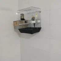 عروس هلندی