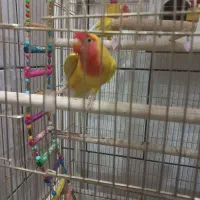 یک جفت طوطی برزیلی