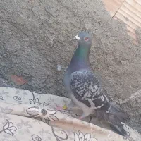 کبوتر گرفتنی