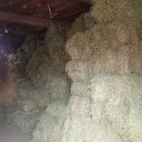 تعداد ۳۰۰ پرس یونجه درجه یک