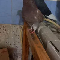 کفتر|حیوانات|مشگین شهر, |دیوار