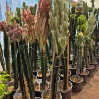 کاکتوس افوربیا * گل وگیاه گلخانه من *بیرجند