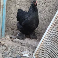 تخم برهما بلک