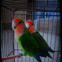 کوتوله برزیلی|پرنده|نجف‌آباد, قلعه سفید|دیوار