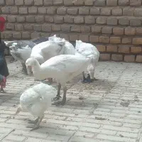 غاز