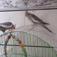 عروس هلندی نر و ماده