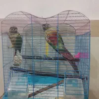 جفت گرینچیک مولد