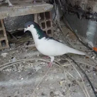 مجسمه ماده چپ افغانی معاوضه باجفت جوجه،