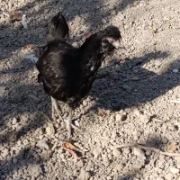 نیمچه مرغ های ۳ ماهه فول کیفیت گلین|حیوانات مزرعه|هفدر, |دیوار