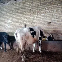 گاوشیری|حیوانات مزرعه|مهربان, |دیوار