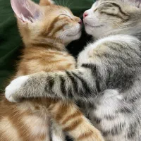 واگذاری رایگان|گربه|گرگان, |دیوار