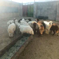 بره چاق