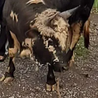 ورزا چالوسی خودم از چالوس اوردم به شرط ج