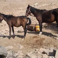 اسب مادیان و کره نر|اسب و تجهیزات اسبسواری|کوهدشت, |دیوار