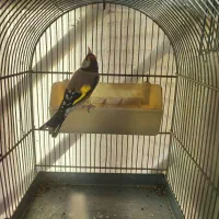 تعداد سهره جوجه قفس امسالی و پارسالی قرص بخون