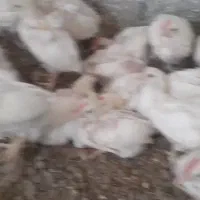 جوجه خروس|حیوانات مزرعه|خان ببین, |دیوار