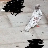 کبوترباخت رفته جوجه داره