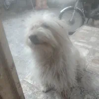 سگ  پاکوتاه