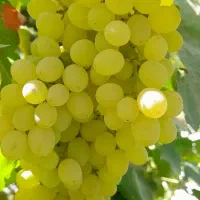 فروش انواع نهال زینتی و میوه دار و صنوبر و کبوده