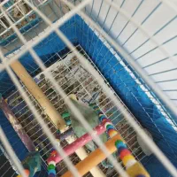 طوطی برزیلی|پرنده|الوند, |دیوار