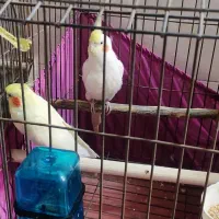 عروس هلندی مولد