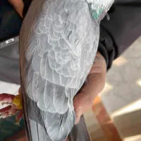 پلاکی به دام افتاده شکارشده