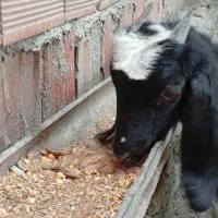 بز‌غاله|حیوانات مزرعه|بندر گز, |دیوار