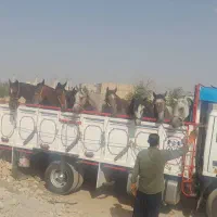 خرید و فروش اسب