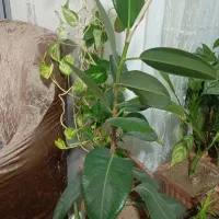 گل فیکوس