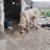 ماده پژدر درجه یک|سگ|ماهنشان, |دیوار