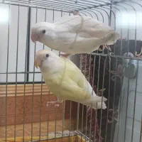 جفت طوطی برزیلی کار داده|پرنده|هندیجان, |دیوار