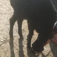 بره|حیوانات مزرعه|ماهدشت, |دیوار