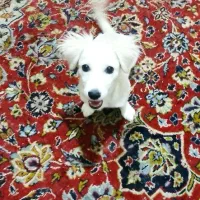 سگ اِشپیتز پوزه روباهی|سگ|کرمان, |دیوار