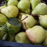 گلابی تازه چین