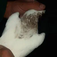 جفت کبوتر طوقی نر و ماده