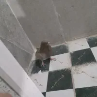 کبوتر