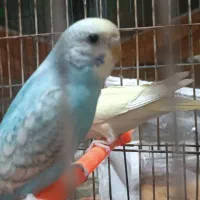 مرغ عشق پروانه ای رینبو اسپانگل|پرنده|مشهد, کوی المهدی|دیوار